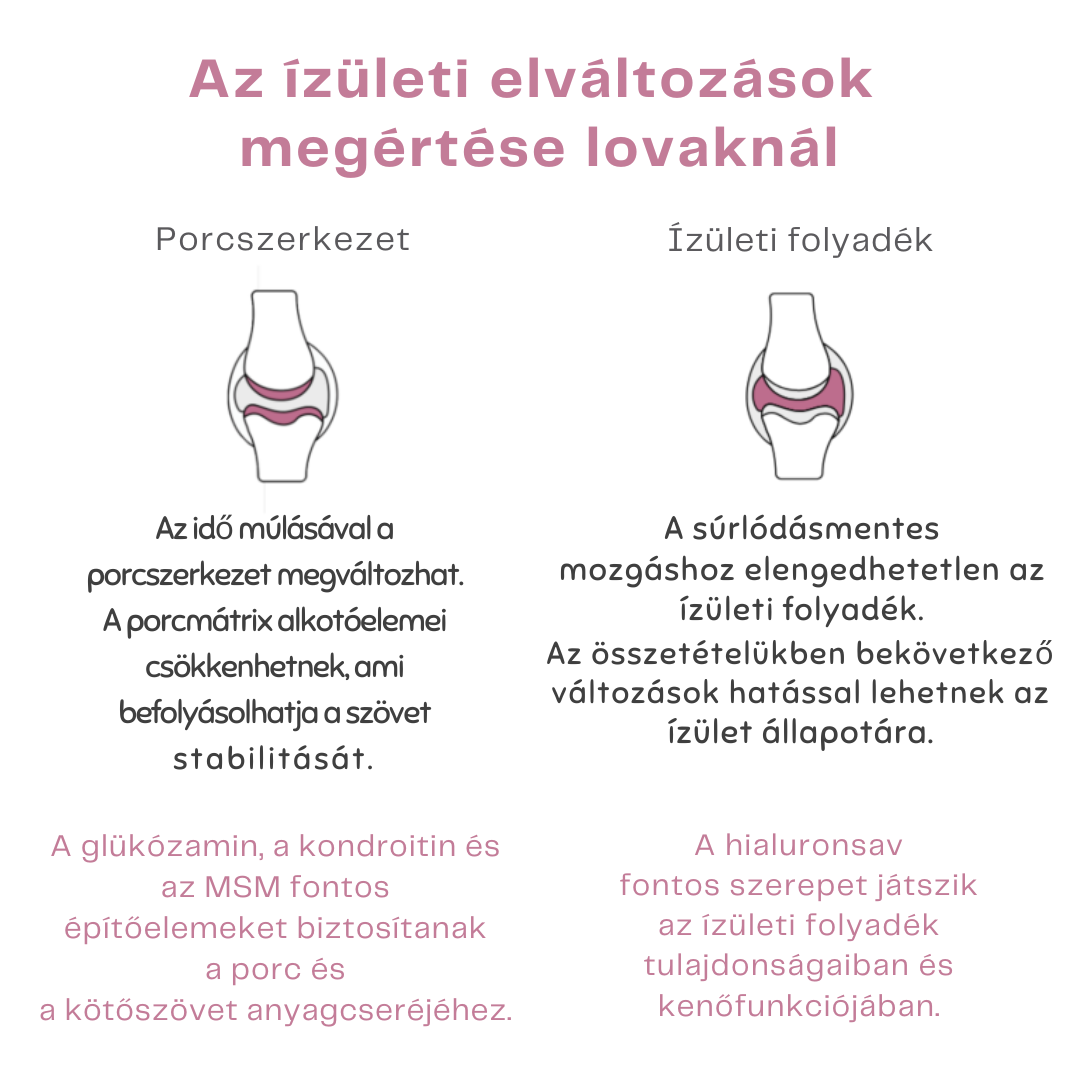 Gelenk Komplex